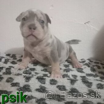 American bully - 1