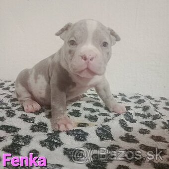 American bully