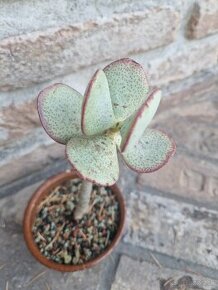 Crassula silver dolar tucnolist modre listy - 1