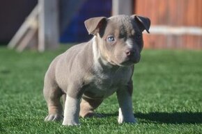 American bully