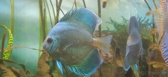 Predam discus blue diamond