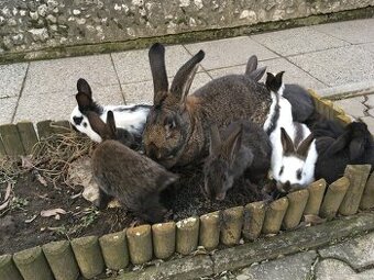 11 mesačne križene samice s malými na predaj.