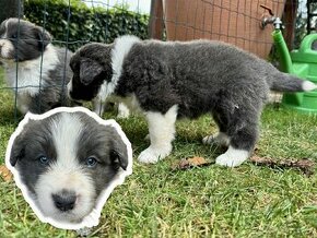 Šteniatka border collie bez PP