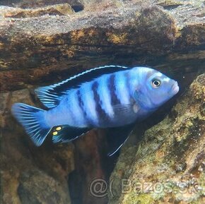 Pseudotropheus Saulosi (Chindongo)