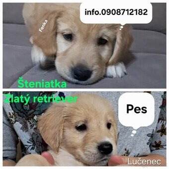 Predám šteniatka-Zlatý retriever bez PP