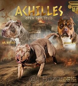 American Bully XL