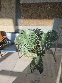 Monstera giant deliciosa