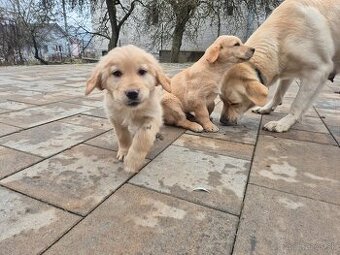 Šteniatka zlatý retriever/hovawart