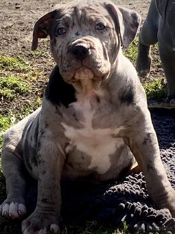 American Bully XL s PP