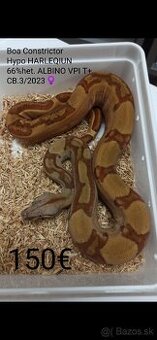 Boa Constrictor VPI T+