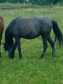 Welsh sportovy pony kobylu deres