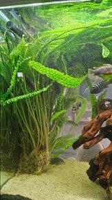 Akvariove rastliny Velka cryptocoryne - 1