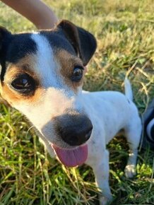 Jack Russell