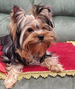 Yorkshire terrier