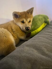 Akita Inu steniatko