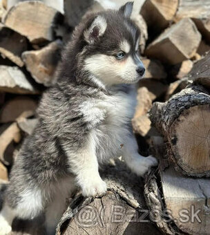 Rozkošné šteniatka pomsky pes a fenka