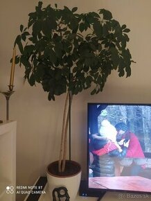 Šaflera Shaflera Schefflera 160cm vysoká