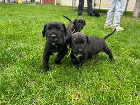 American Bandog