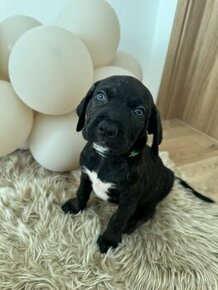 |IHNEĎ K ODBERU| American Bandog