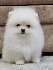 Pomeranian mini Boo