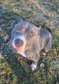 American bully