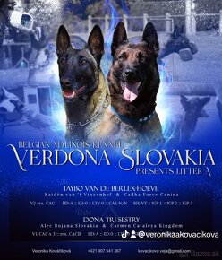 BELGICKÝ OVČIAK MALINOIS, CHS VERDONA SLOVAKIA