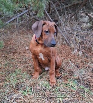 Rhodesian Ridgeback