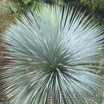 Yucca Rostrata