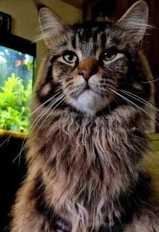 Maine coon