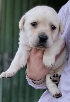 Šteniatka labradora s retriever