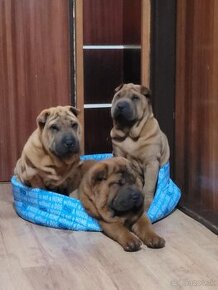 Shar-pei