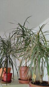 Dracena