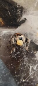 Phidippus regius Everglades