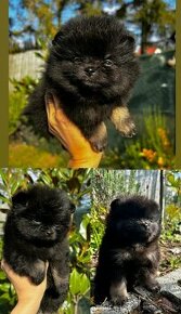 Pomeranian psik s PP