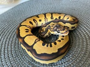 Python regius