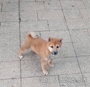 Shiba inu