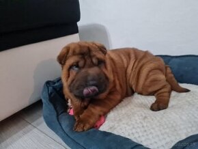 ⭐️SHAR-PEI šteniatko