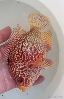 Flowerhorn Fireman s dream Kamfa full mask