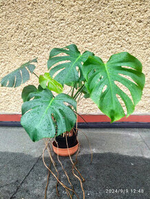 Monstera deliciosa4