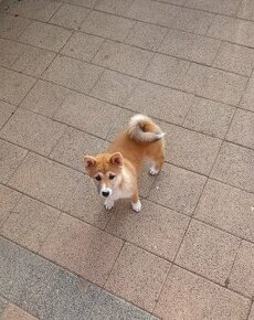 Shiba inu - lacno