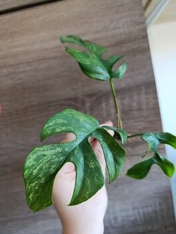 Rhaphidophora Tetrasperma Mint -  Monstera Minima Mint