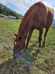 Quarter horse