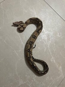 Velhad kralovsky / boa constrictor  jungle