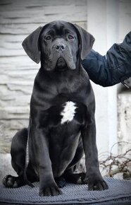 Fenka Cane Corso s pp FCI