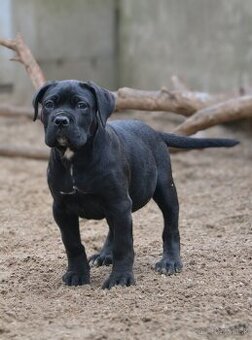 Cane corso s PP /FCI/