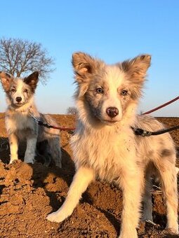 Border kólia/border collie/borderka bez PP