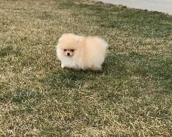 Pomeranian