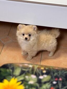 Pomeranian