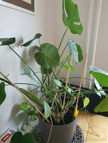 Monstera skvela