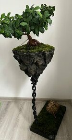 Kvetináč bonsai bonsaj